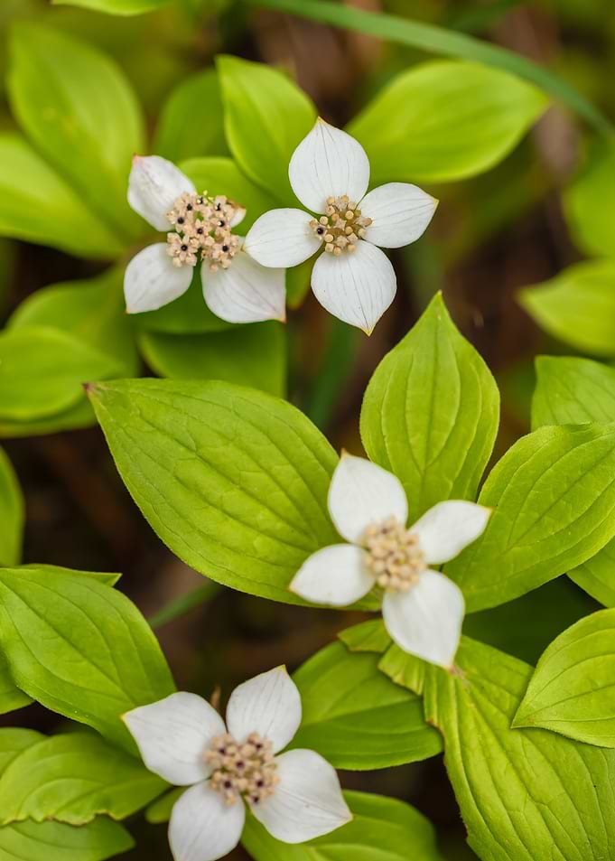 White Flowers and Green Leaves