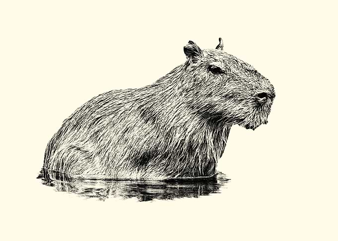 Capybara in Water
