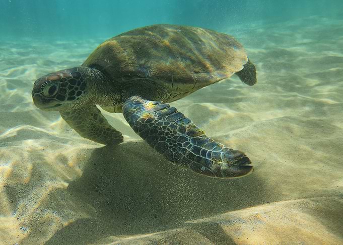 Sea Turtle Underwater
