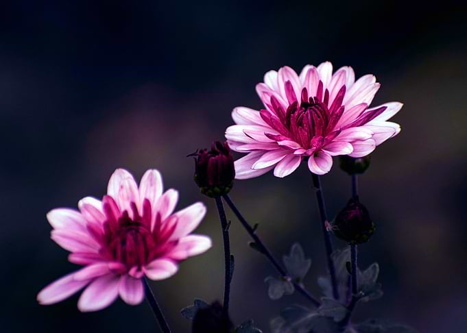 Pink Chrysanthemums