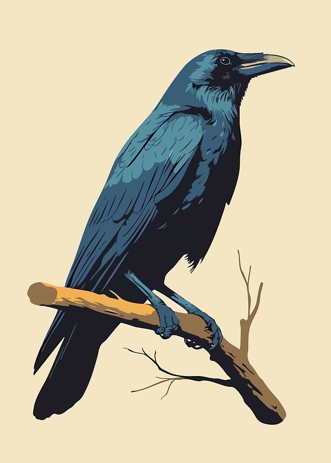 Beautiful Raven on Branch Minimalist Art Illustration