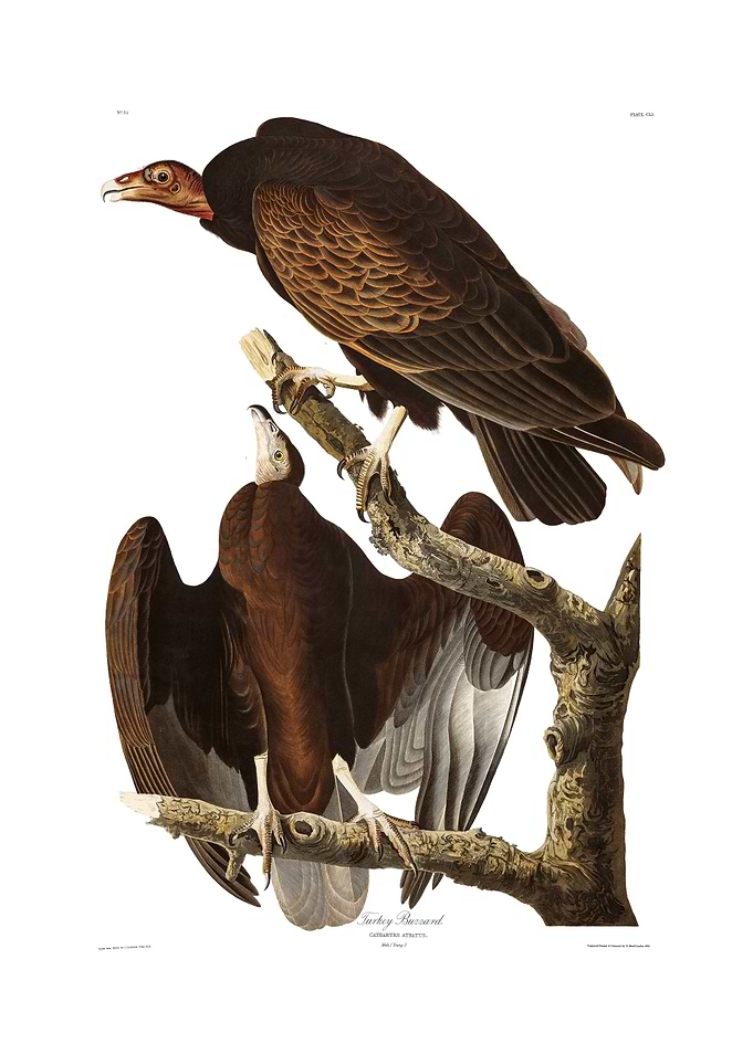 The Birds of America - Turkey Buzzard
