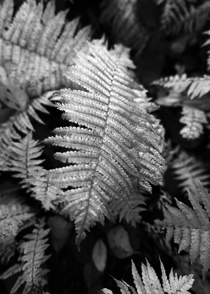 Fern Fronds in Black and White