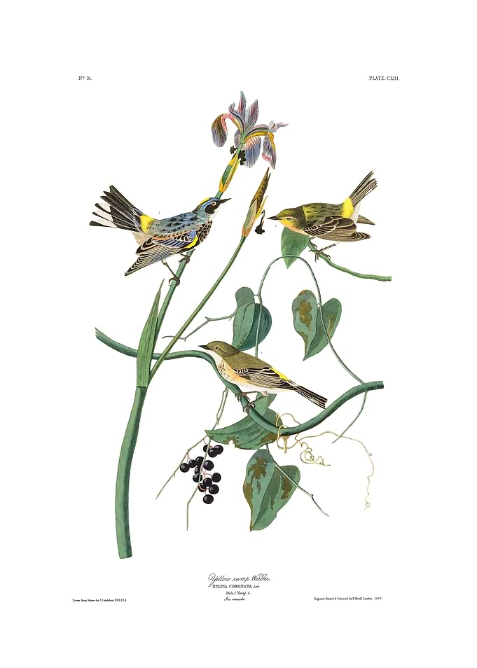 The Birds of America - Yellow Swamp Warbler