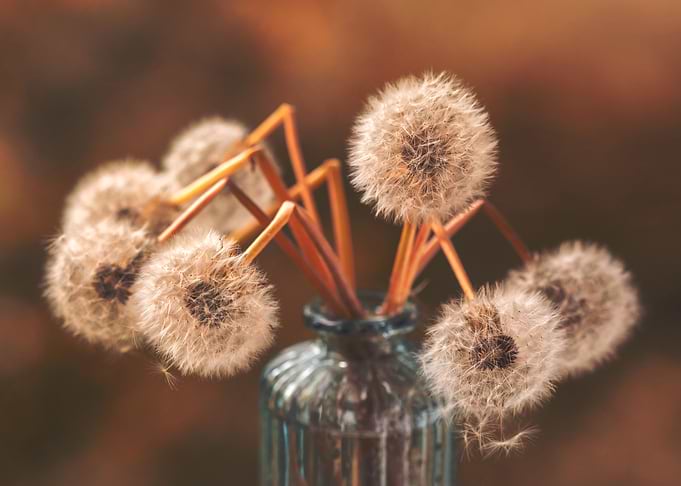 Dandelion Bouquet