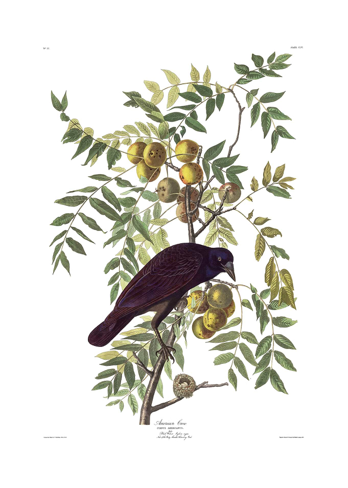 The Birds of America - American Crow