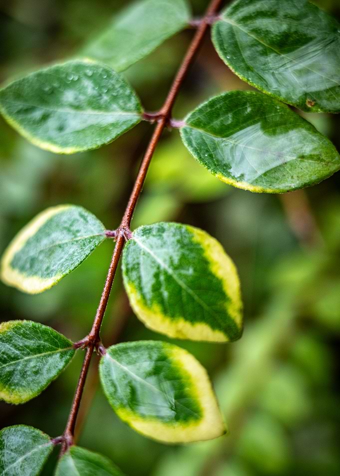 Green and Yellow Leaves