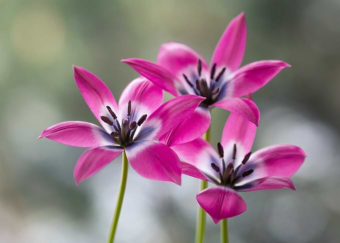 Pink and White Tulips