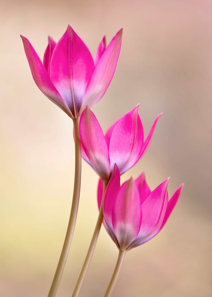 Pink Tulips Close-Up