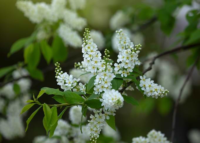White Blossom Branch