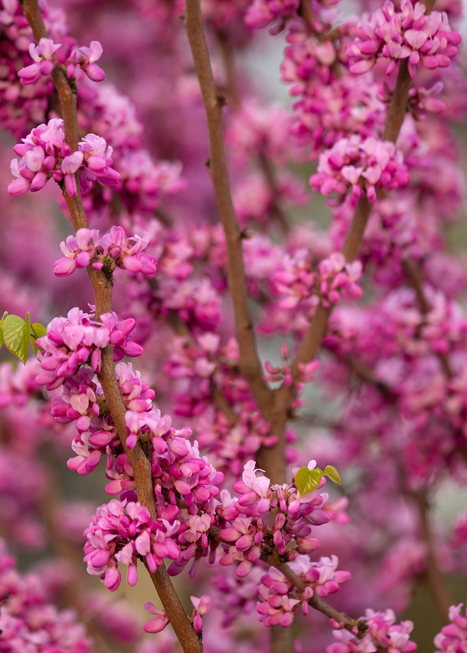 Pink Flower Branch