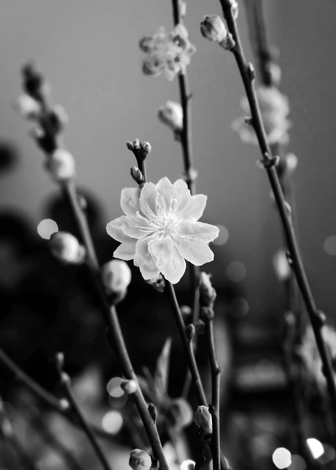 Black and White Flower Blossom