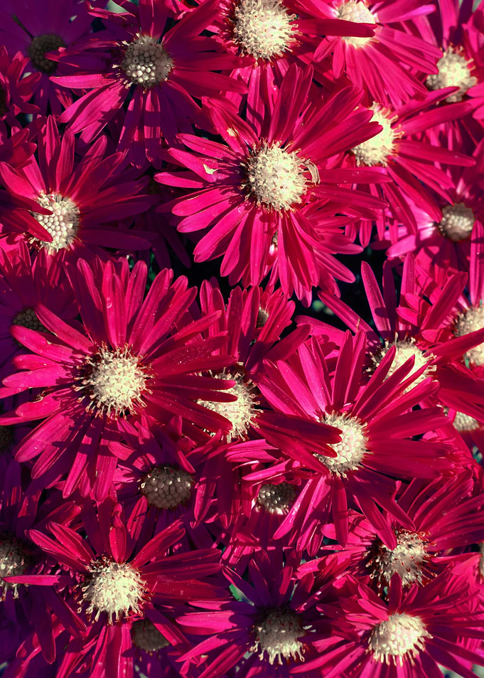 Vibrant Pink Flowers