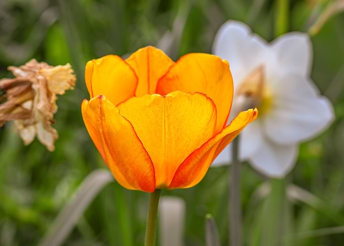 Orange Tulip in Bloom