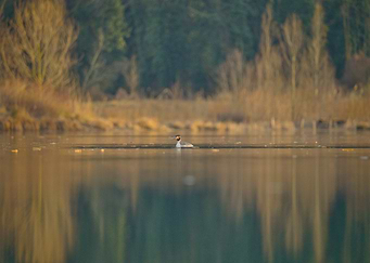 Great Crested Grebe on a Lake