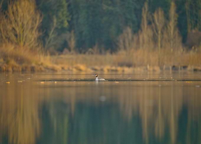 Great Crested Grebe on a Lake