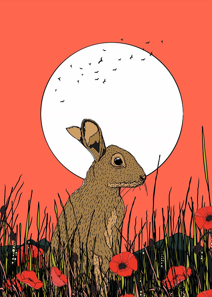 Rabbit in Poppy Field