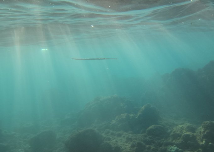 Underwater Sunlight and Rocks