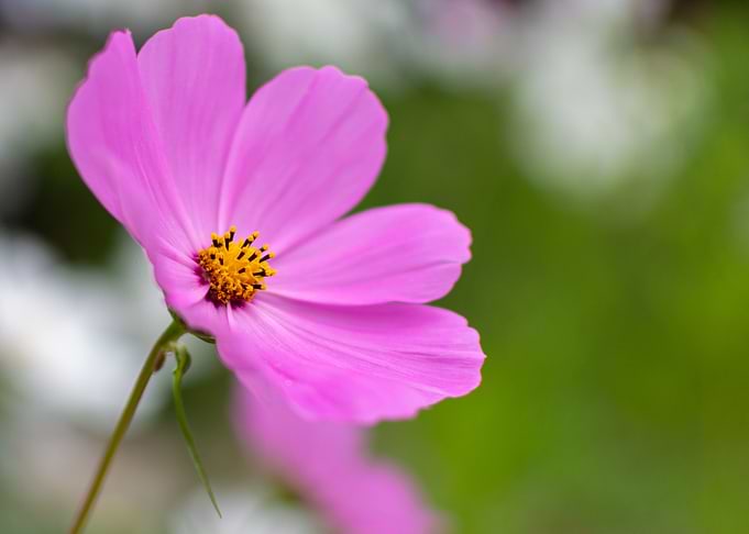 Pink Cosmos Flower