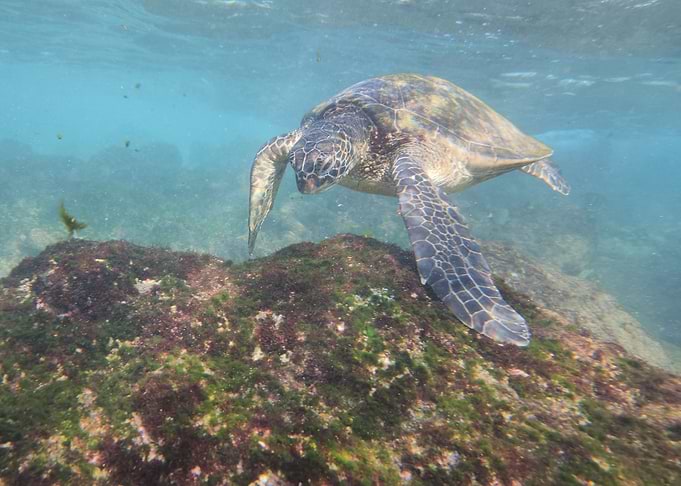 Sea Turtle Underwater