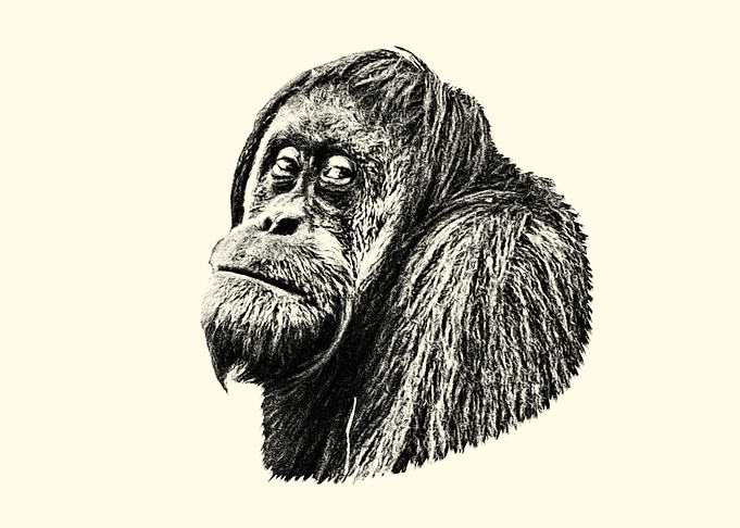 Orangutan Portrait