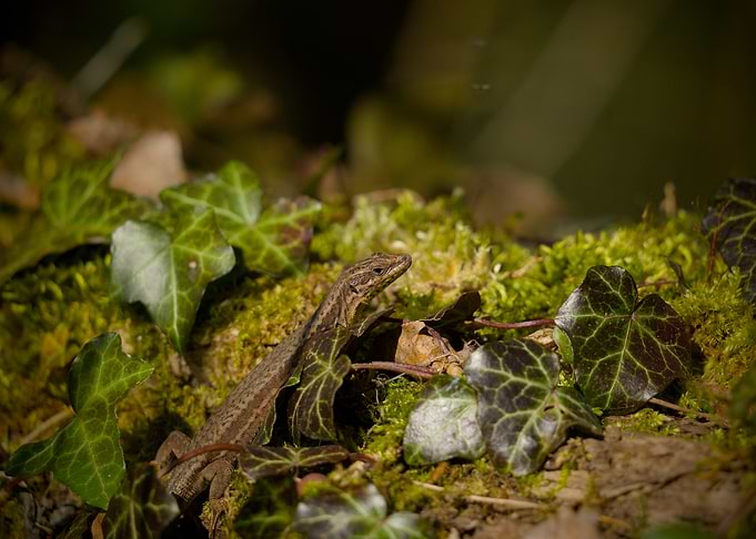 Lizard in Ivy and Moss