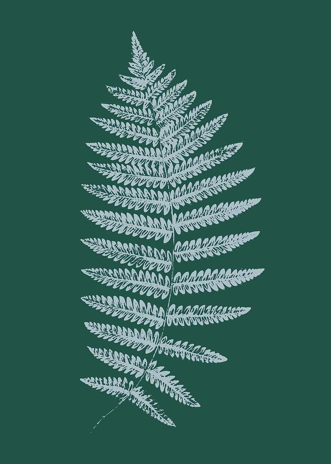 Fern Leaf Illustration in Green
