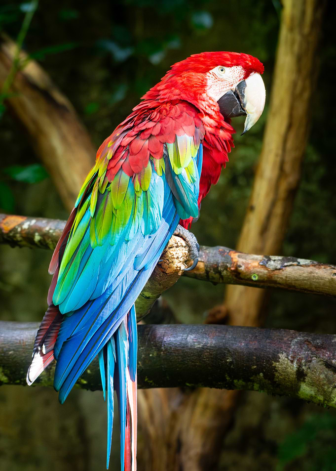 Scarlet Macaw on Branch