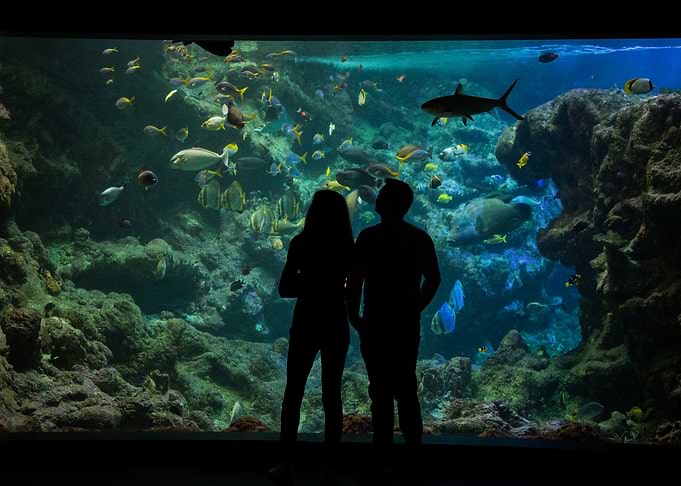 Silhouettes at the Aquarium