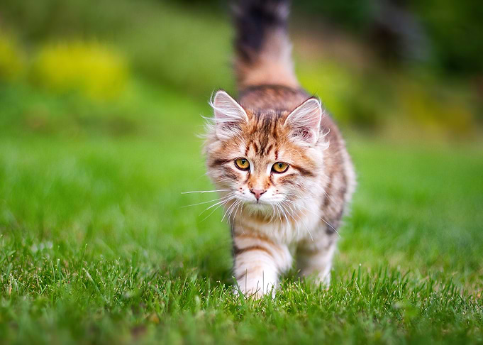 Cute Kitten Walking on Grass
