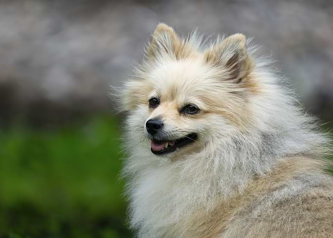 Fluffy Pomeranian Dog