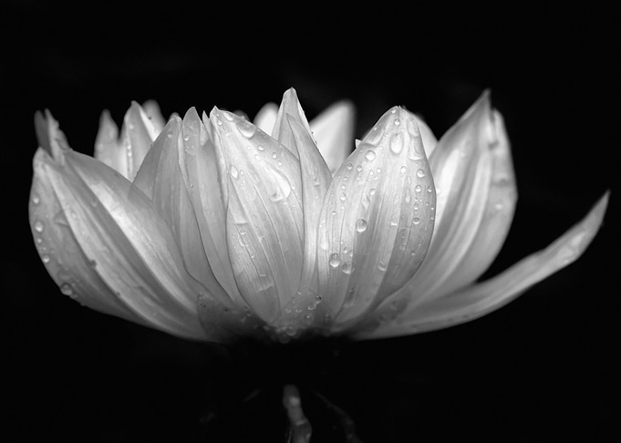 Water Droplets on a Flower
