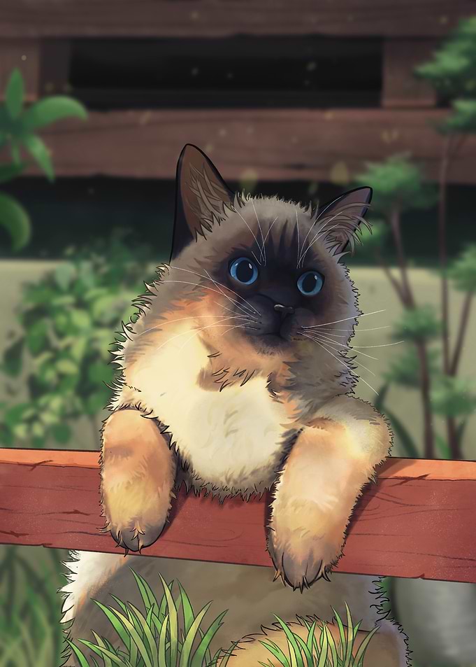 Tora