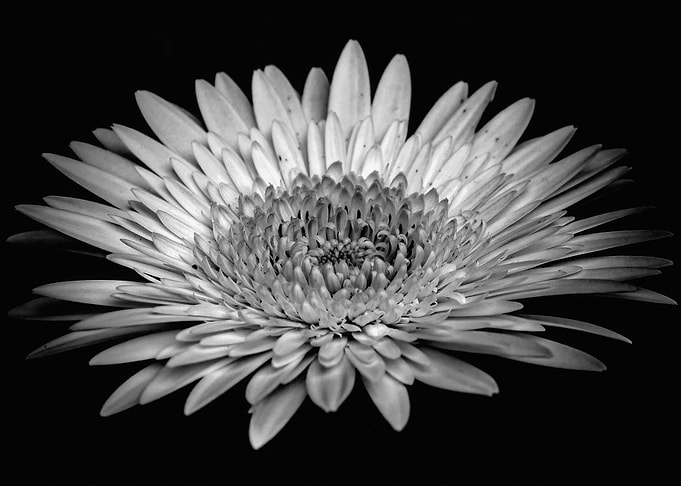 Black and White Gerbera Daisy