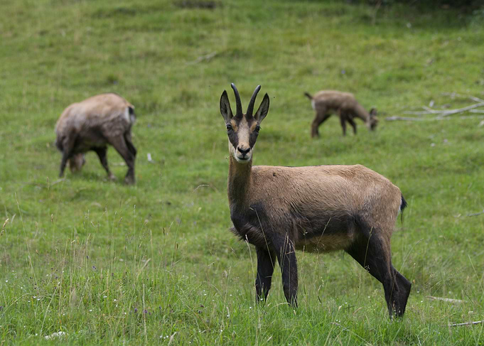 Chamois in Meadow