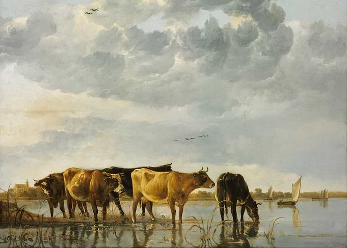 Cows by the River