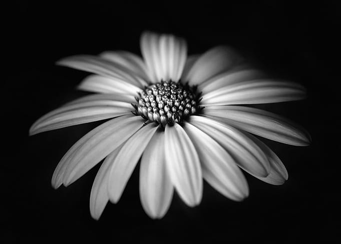 Black and White Daisy