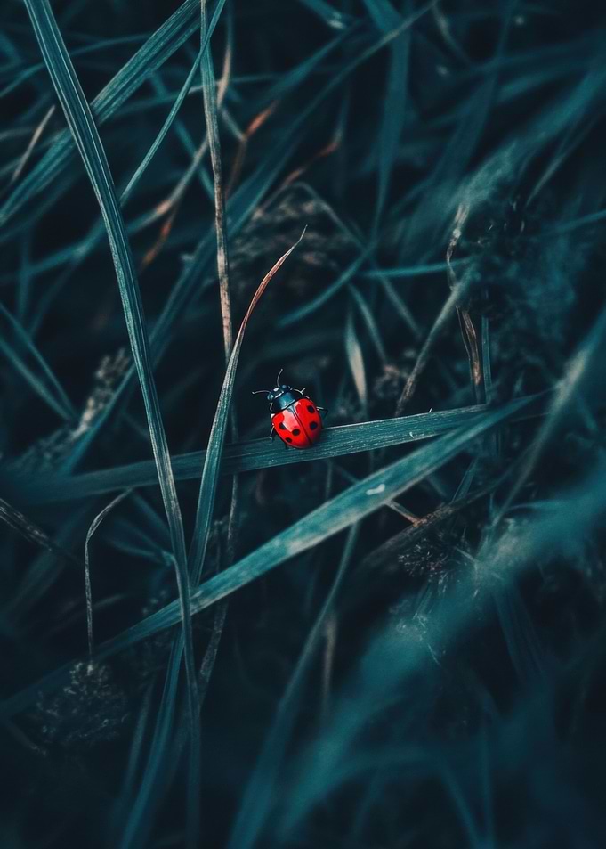 Ladybug in Grass