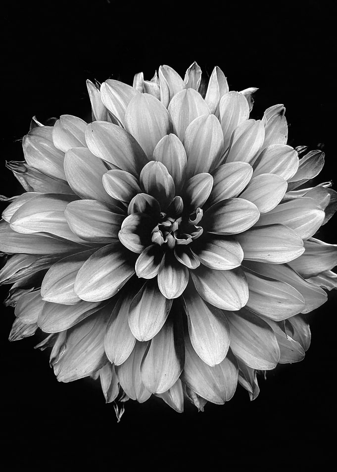 Black and White Dahlia