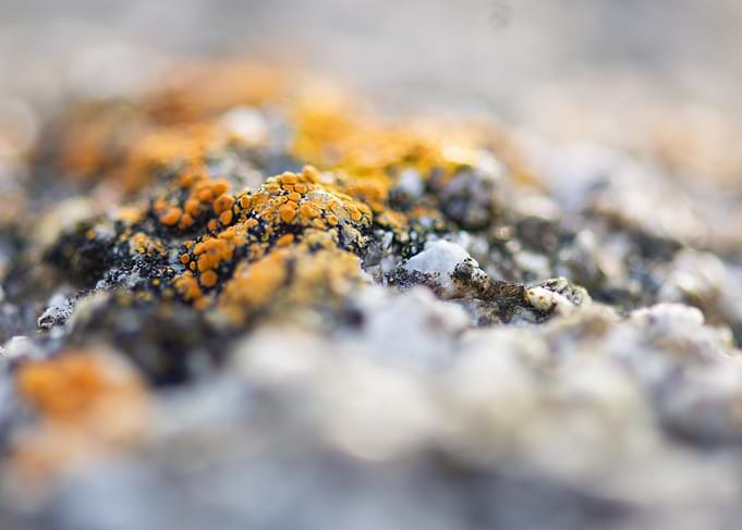 Lichen on Rock