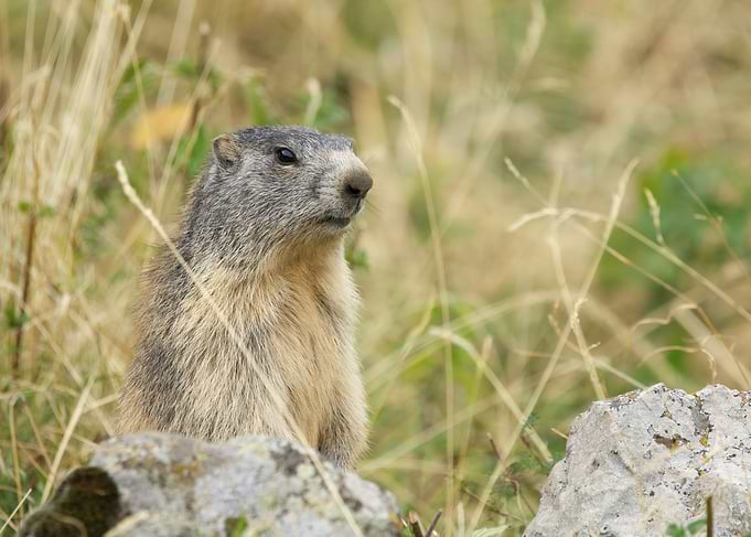 Marmot in Grassy Meadow