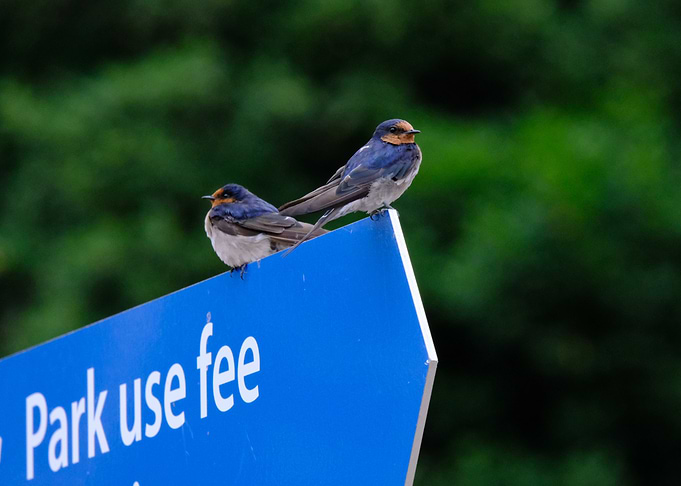Swallows on a Blue Sign