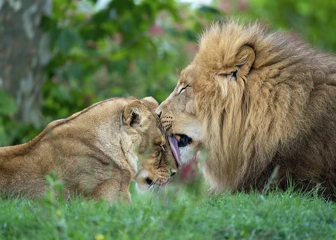 Lion and Lioness Affection