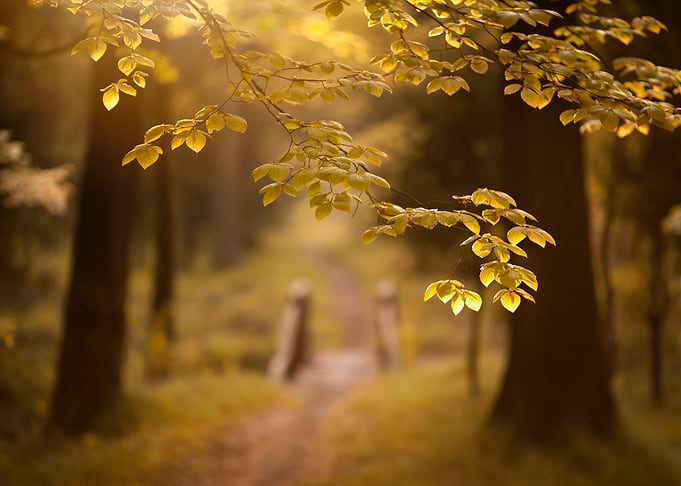 Golden Leaves in Sunlight