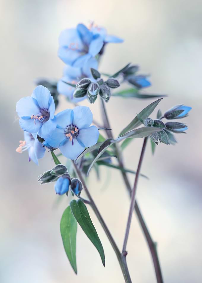 Delicate Blue Flowers