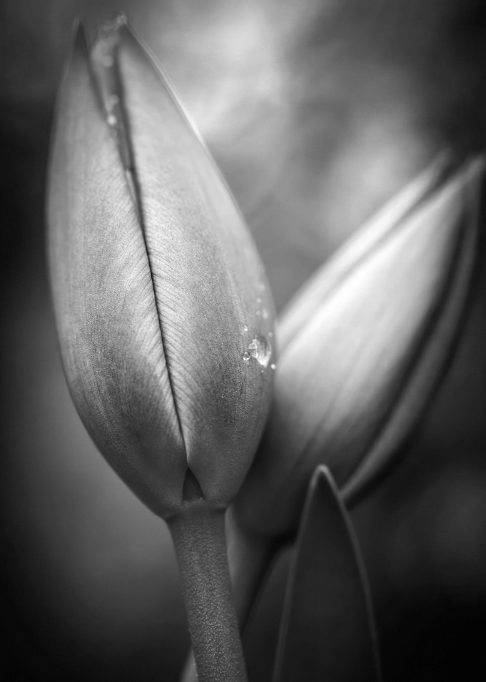 Black and White Tulip Bud