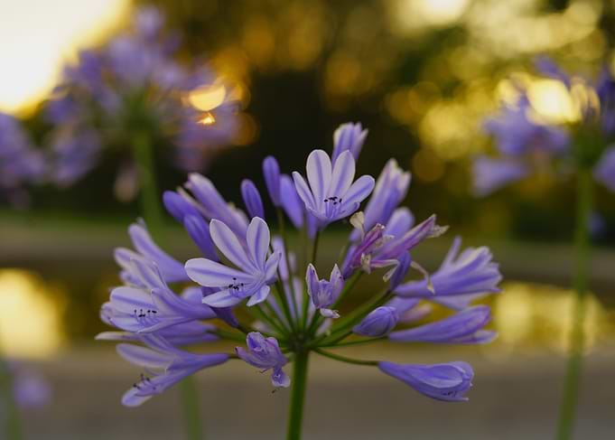 Purple Flowers in Sunset / Agapanthus africanus
