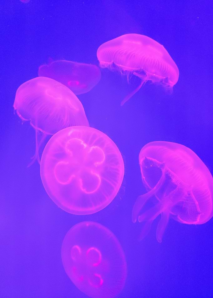 Pink Jellyfish in Blue Water