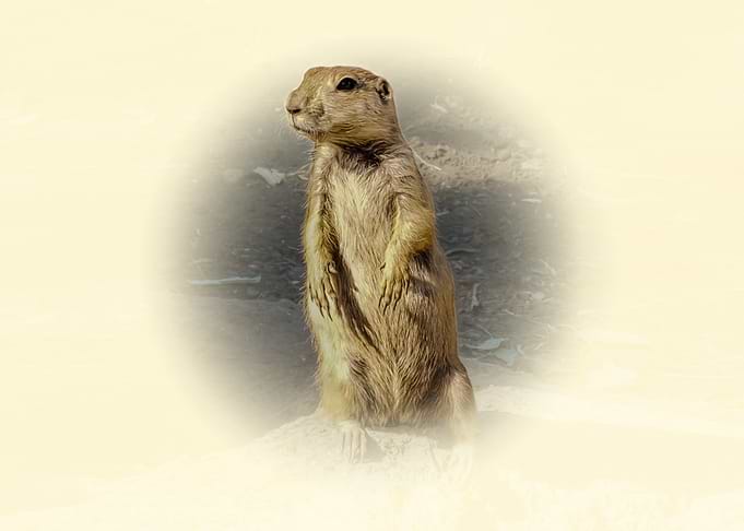 Prairie Dog Portrait