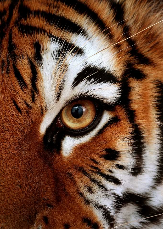 Tiger Eye Close-Up